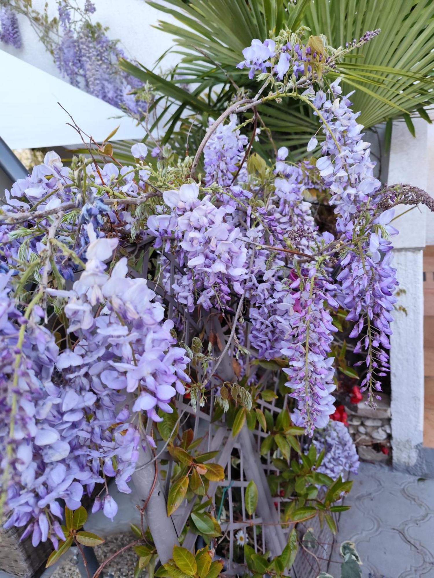 Apartments Poretti For 2,In Center Parking Free In The Yard,6 Min Beach Walk Ρόβινι Εξωτερικό φωτογραφία